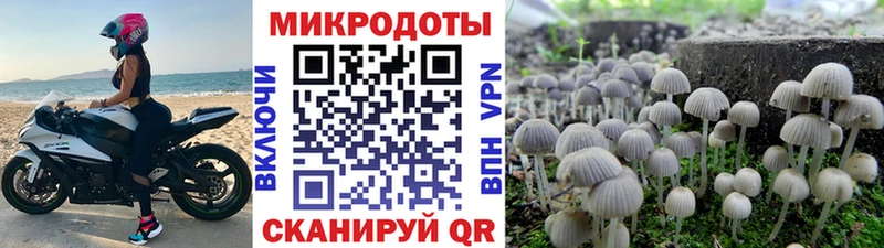 Галлюциногенные грибы Psilocybe  Купить где  Калач 